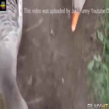 Funny Pranks 2017 Compilation  Funny Videos 2017  Because Laugh Not Allowed In Here full movie download